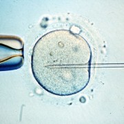 Miniútero de silicona para madurar embriones sanos